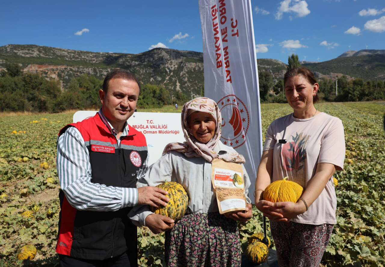 Menteşe’de Ata Tohumları ve Yayla Kavununda Hasat Zamanı 6